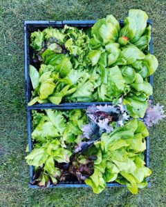 Eco-friendly Hydroponic Farm